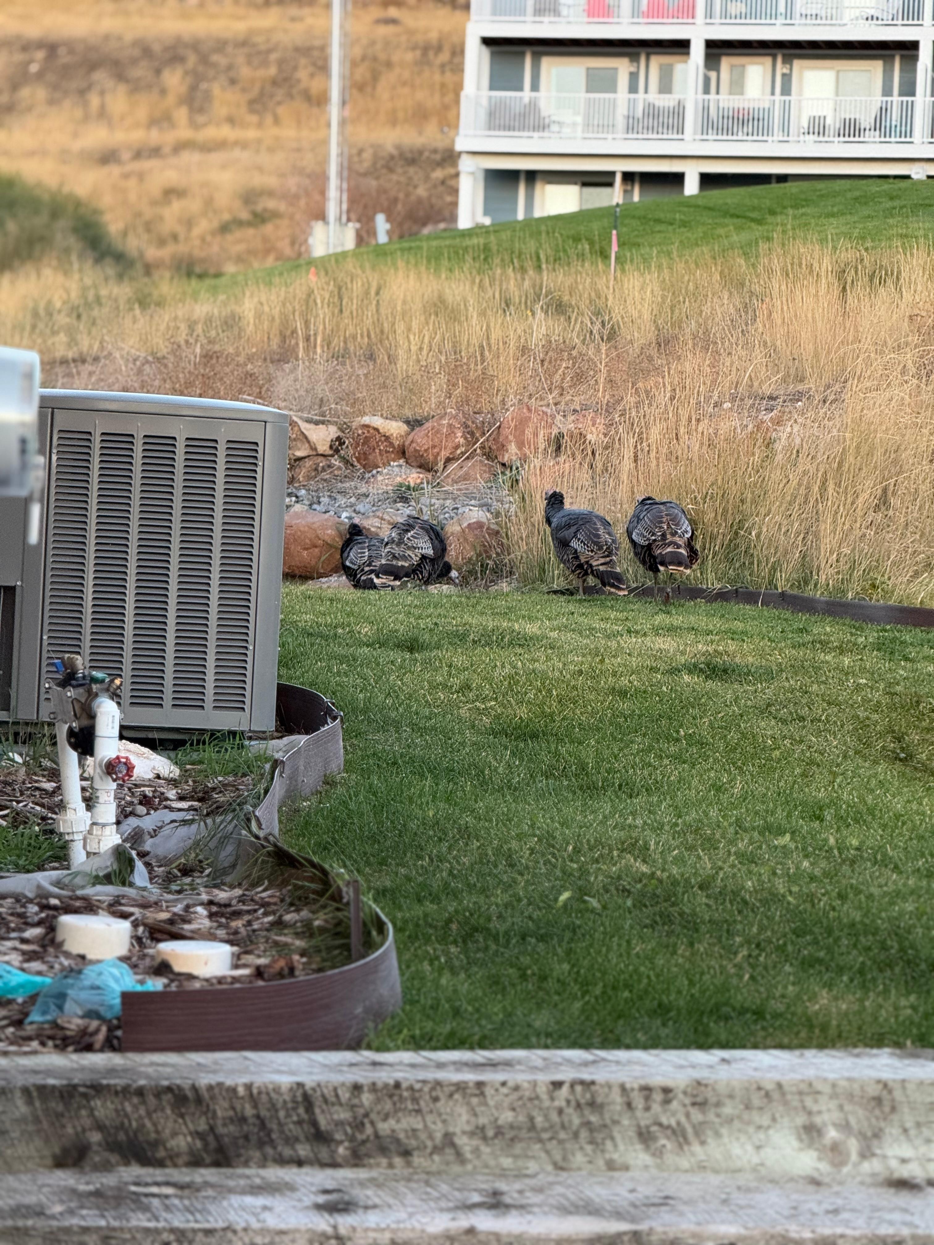 Turkeys in the backyard 