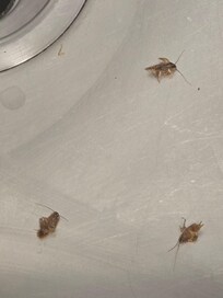 Roach motel