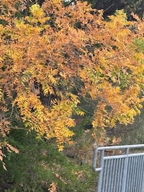 Fall foliage in the Greenway Park
