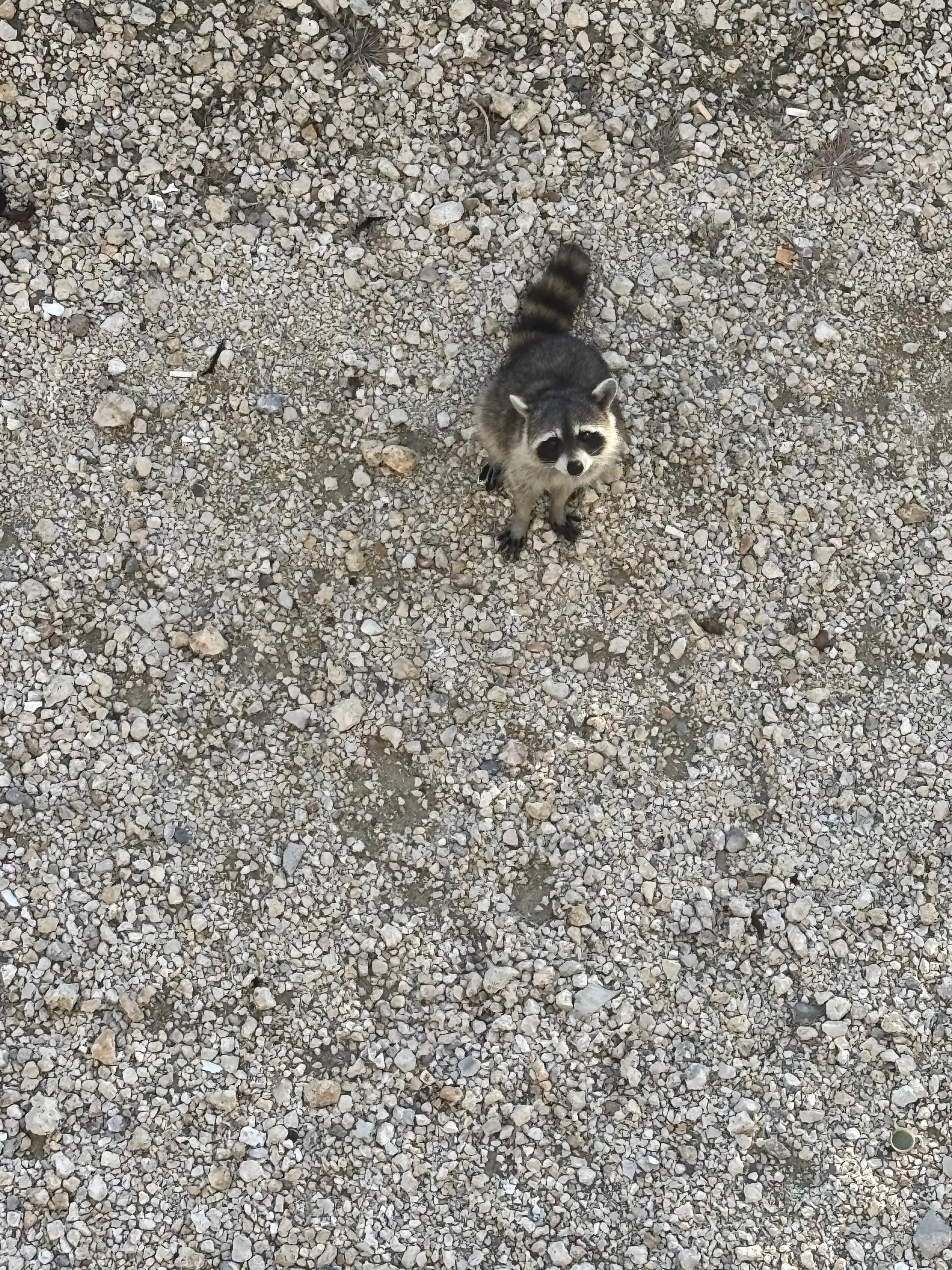 Cute raccoons in the back of the property 