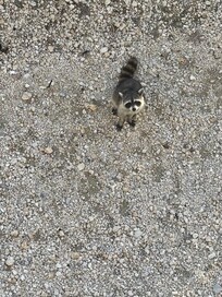 Cute raccoons in the back of the property