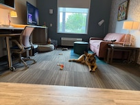 The 1 bedroom suite.