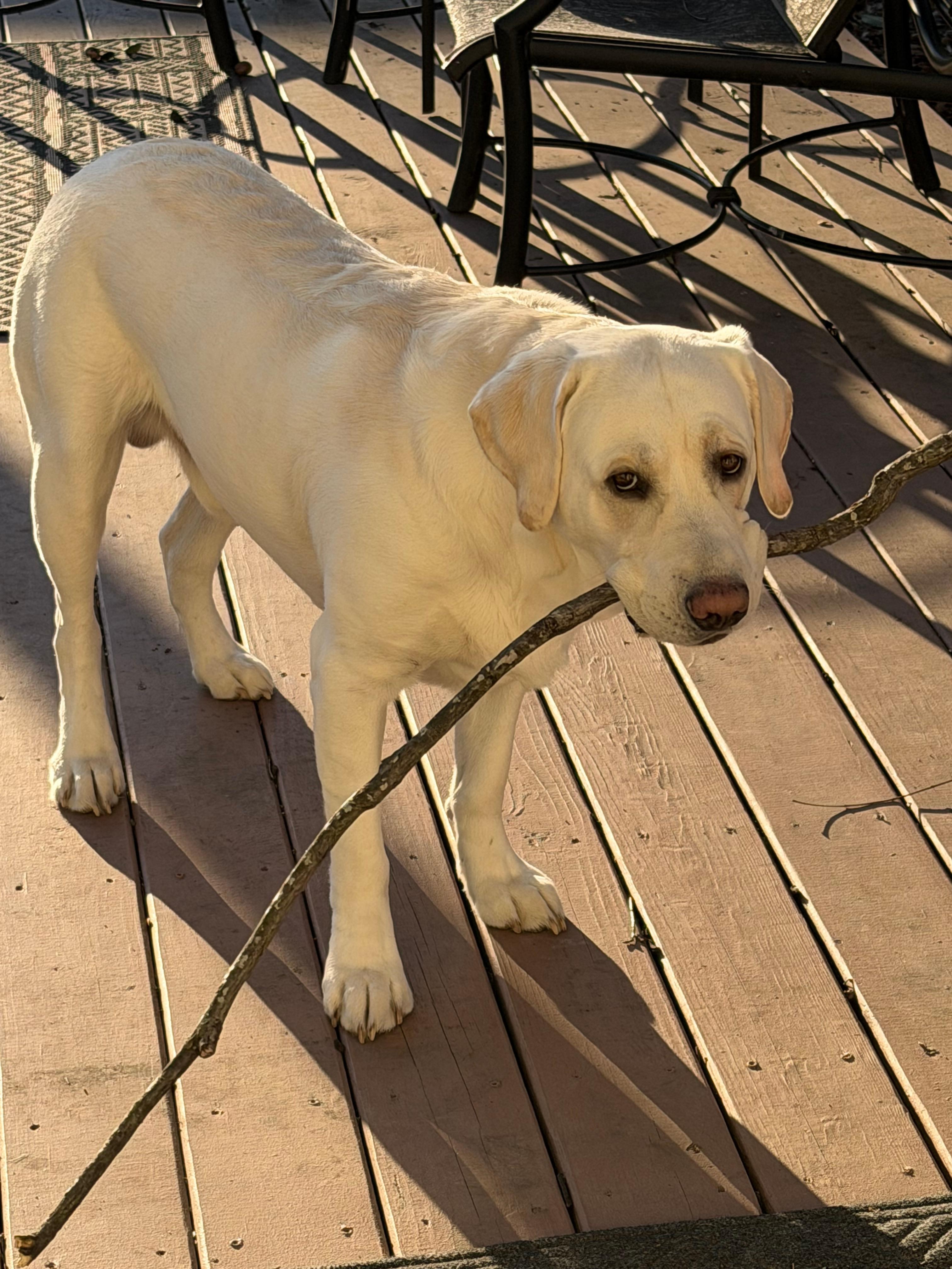 Dexter loved the fenced yard!
