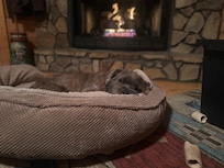 Pooped pupper living his best life by the fire