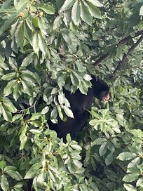 One of the bears in tree