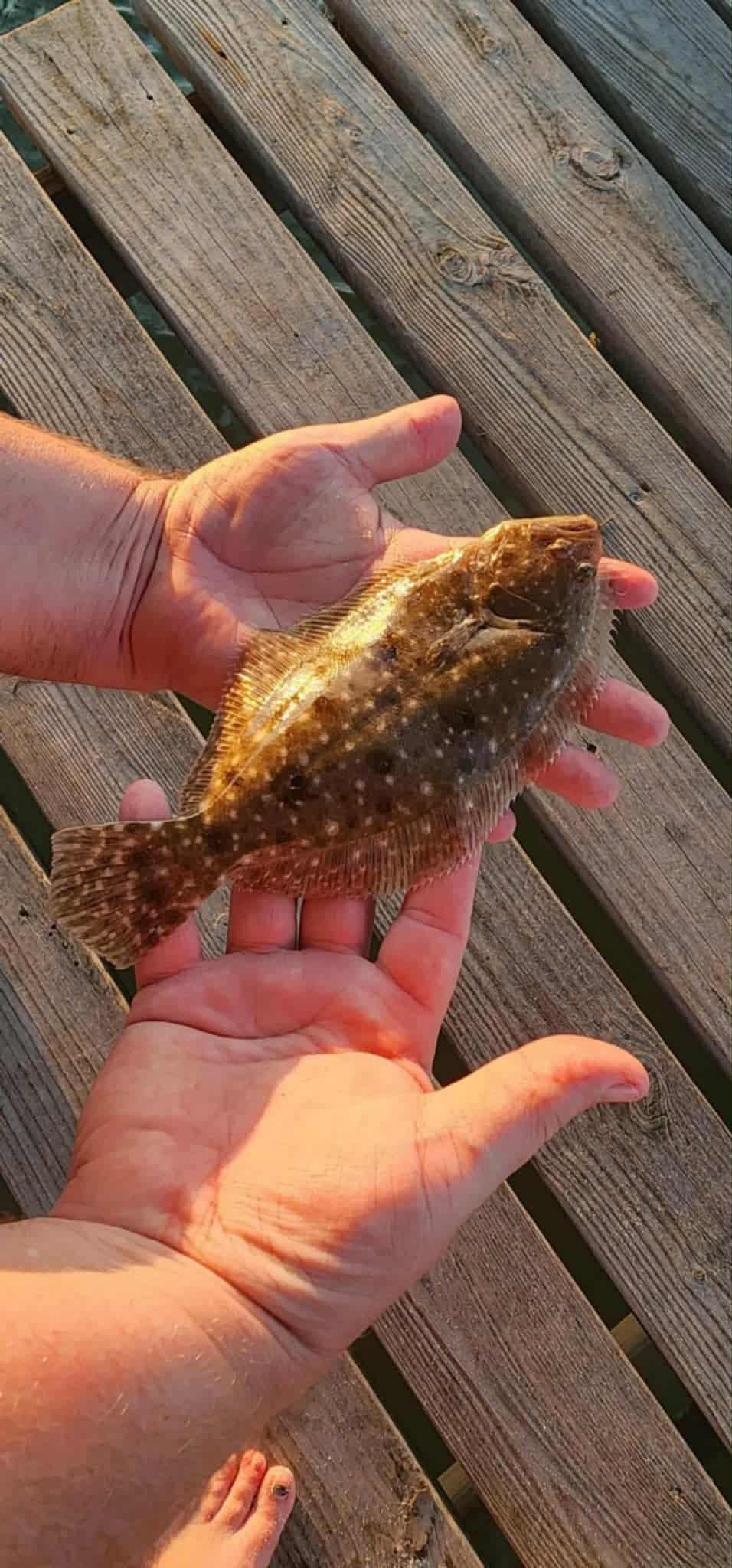 Small Flounder 