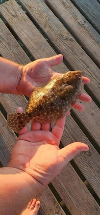 Small Flounder