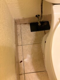 This roach in this picture was nothing compared to the hundreds of roaches climbing on furniture, beds and walls.