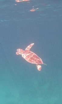 Turtle at Smiths Reef.