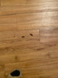 Roaches and dirty glasses under the bed you thought you had something but no I took pictures!!