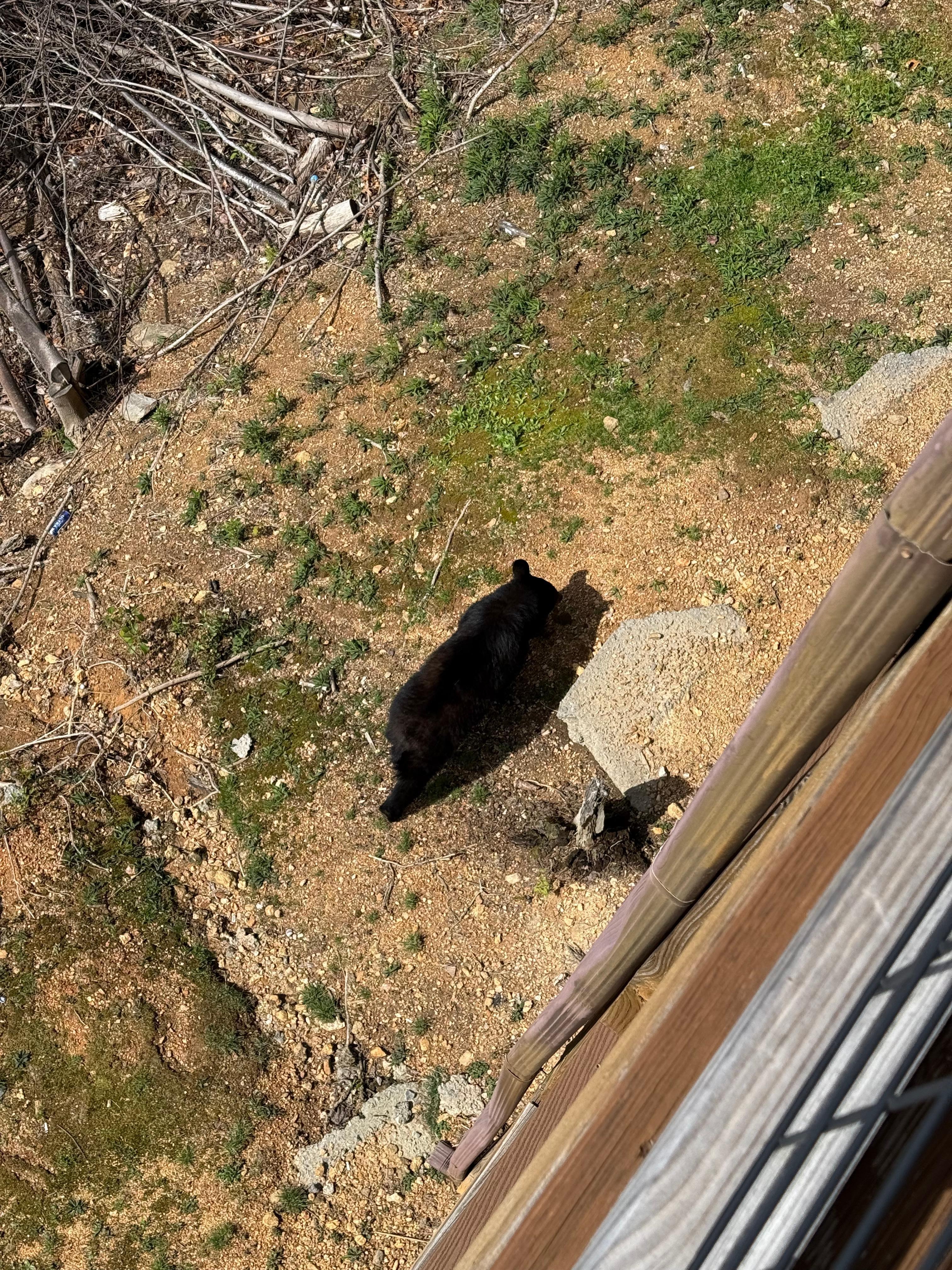 Checking out who was at cabin