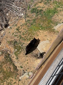 Checking out who was at cabin