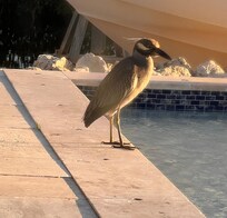 Yellow crowned night, heron visiting by the pool