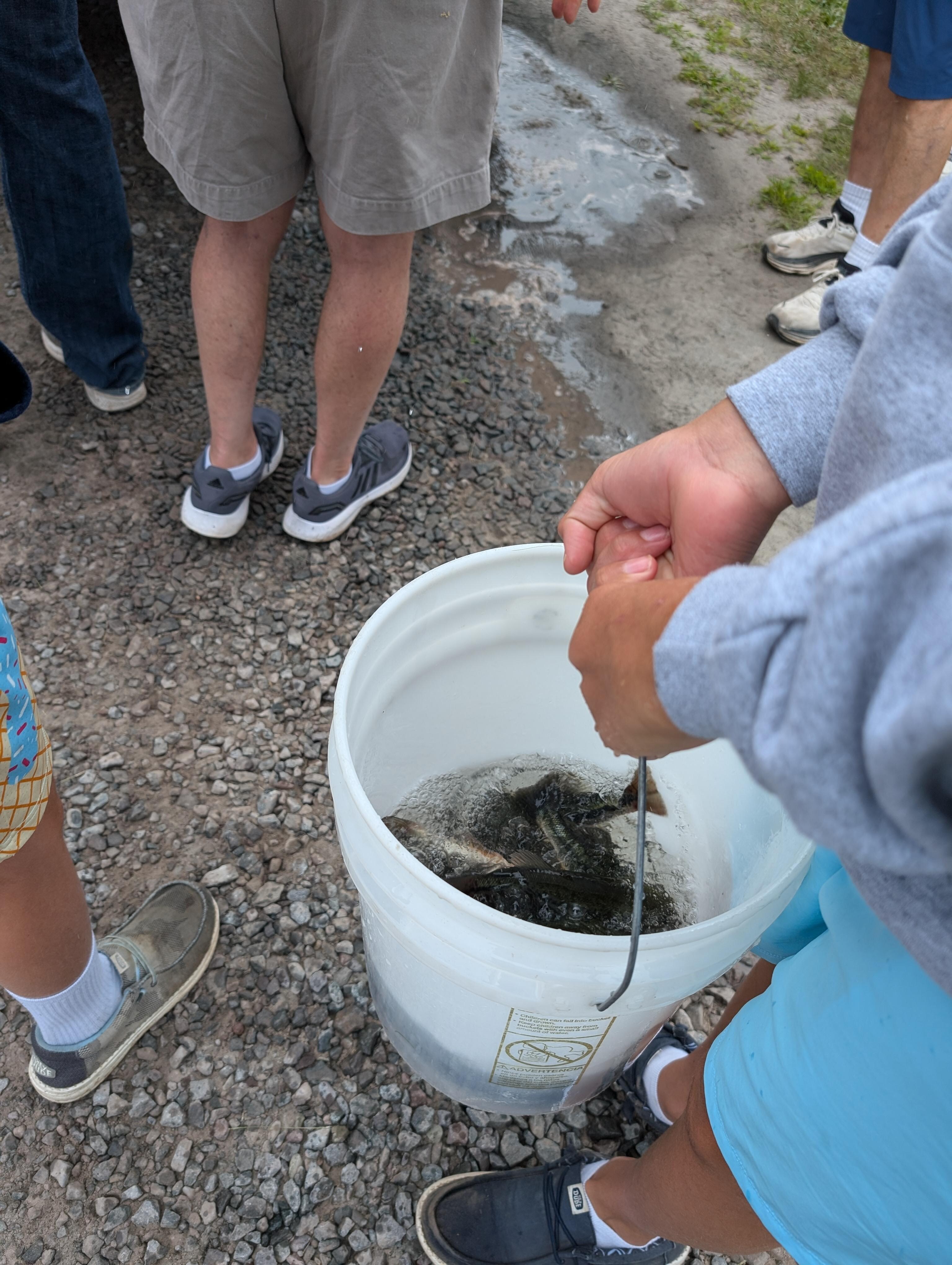 They stocked the lake with over 700 black bass!