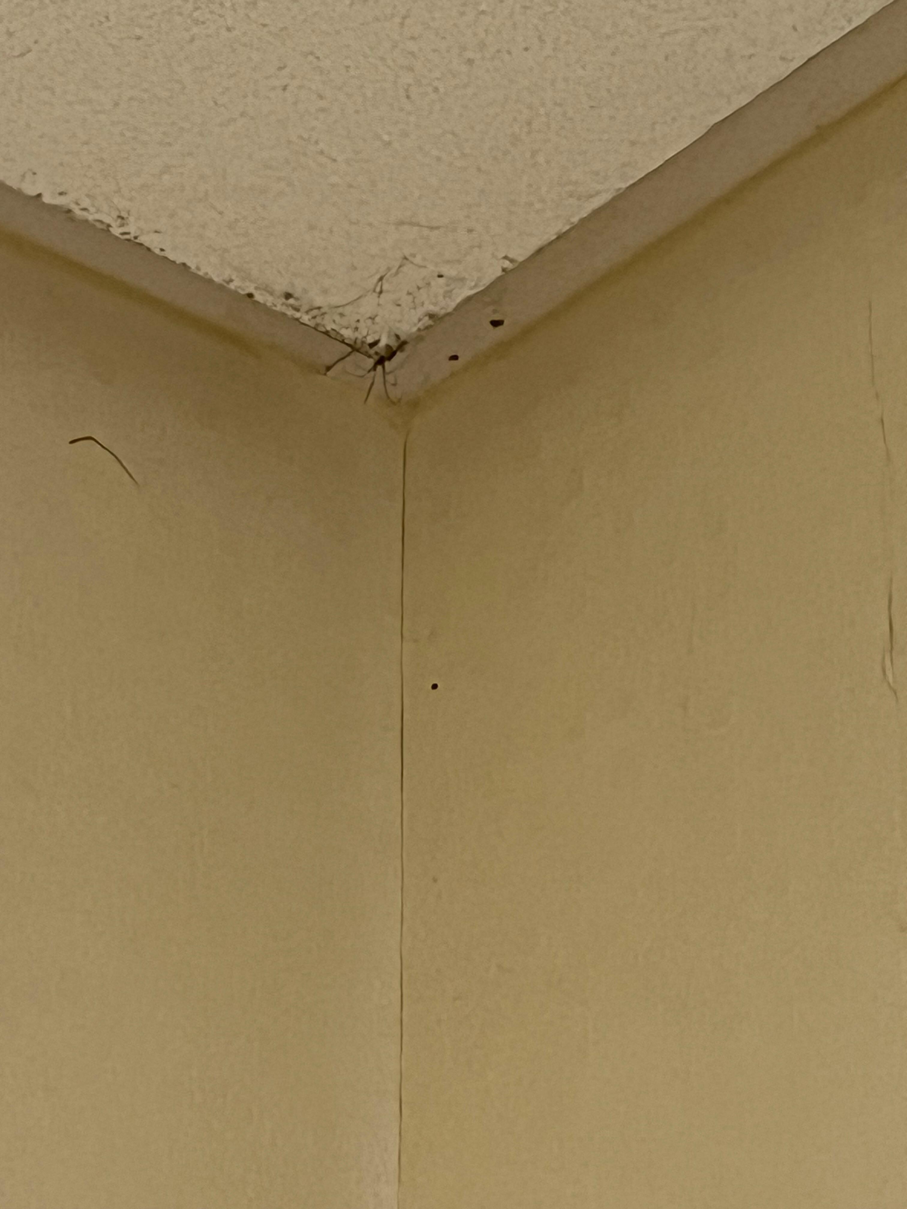 Spider and web in the ceiling 