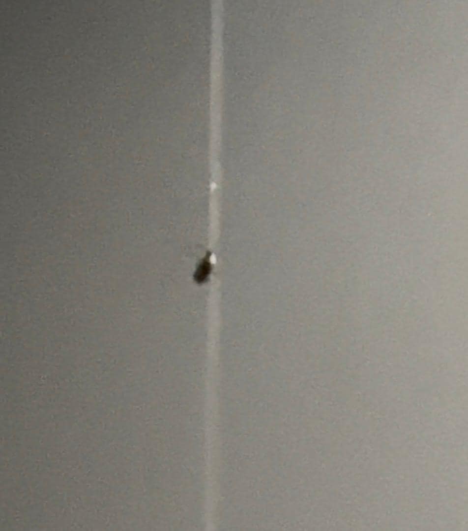 cockroach on the wall