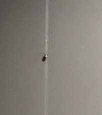 cockroach on the wall