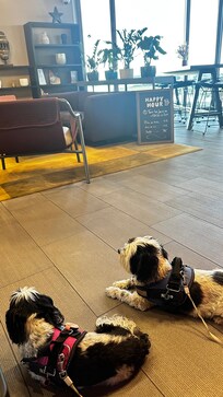 Happy puppy hour is very nice.
