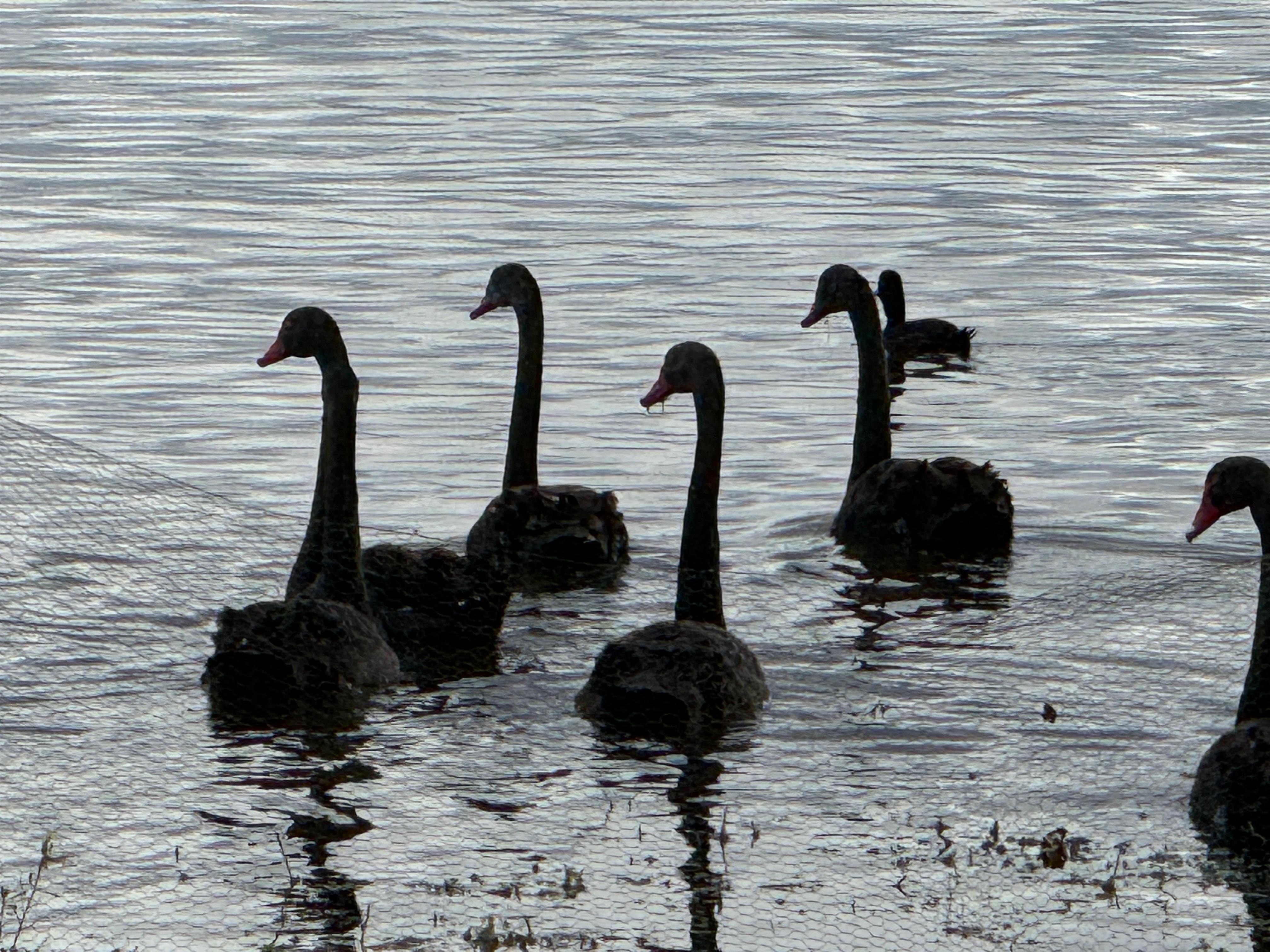 Swans having a great time 
