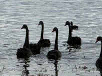 Swans having a great time