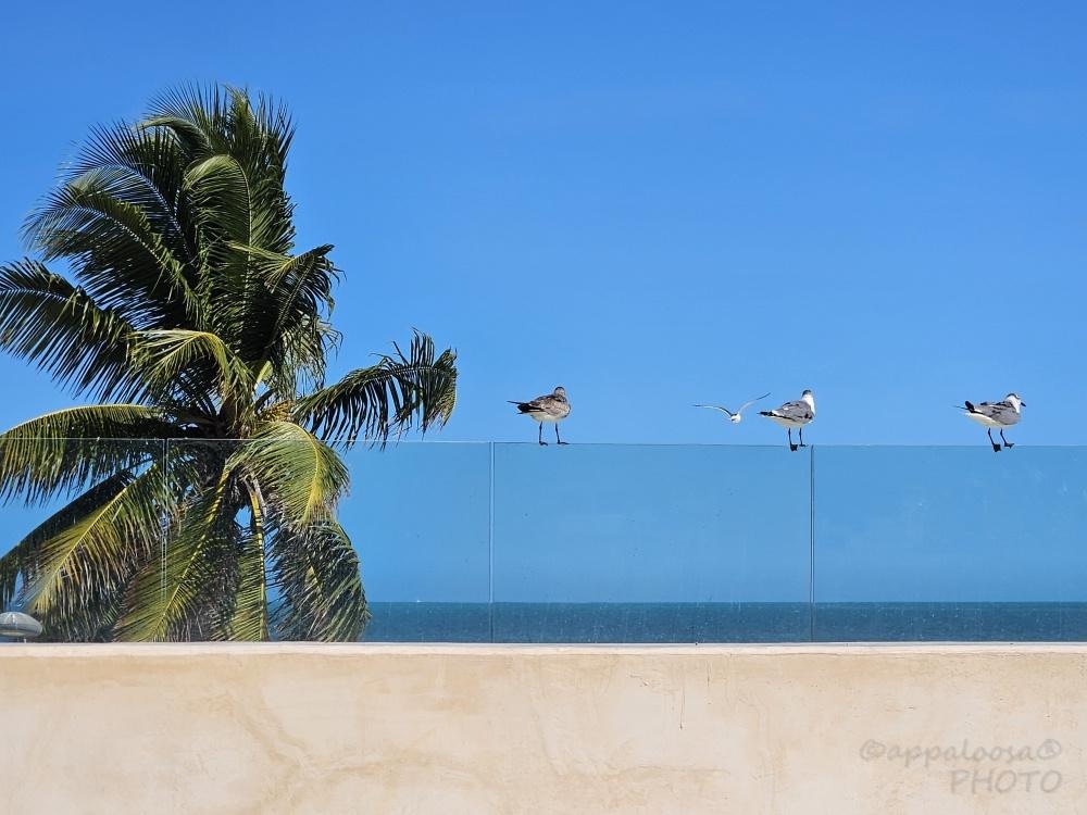view from pool (2nd floor)— overlooking the Gulf of México. Lovely!