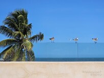 view from pool (2nd floor)— overlooking the Gulf of México. Lovely!