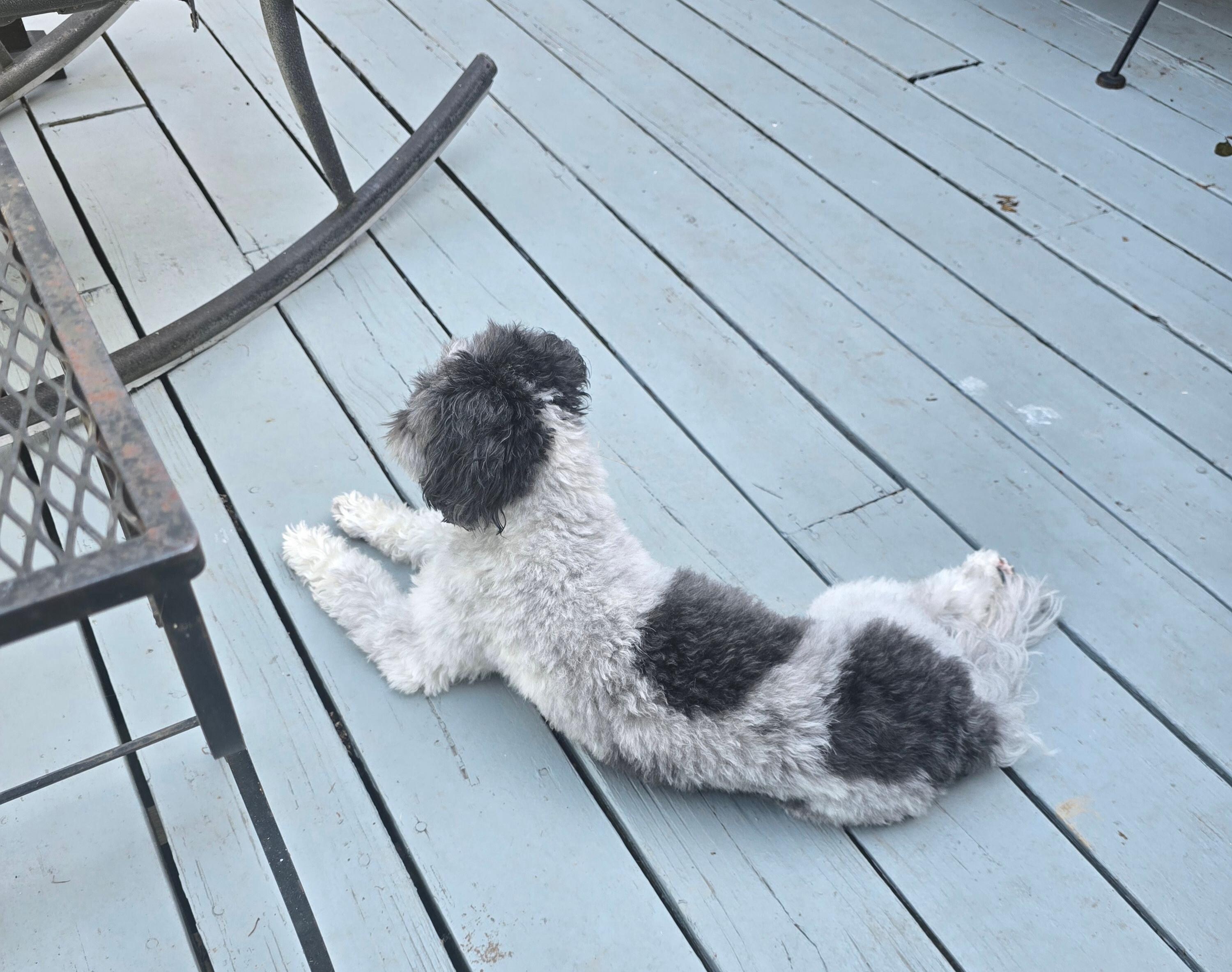 Miss Lola enjoys the deck