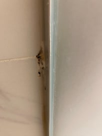 mold in the bathroom