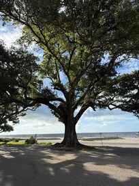 Live oak trees line the beach boulevard.