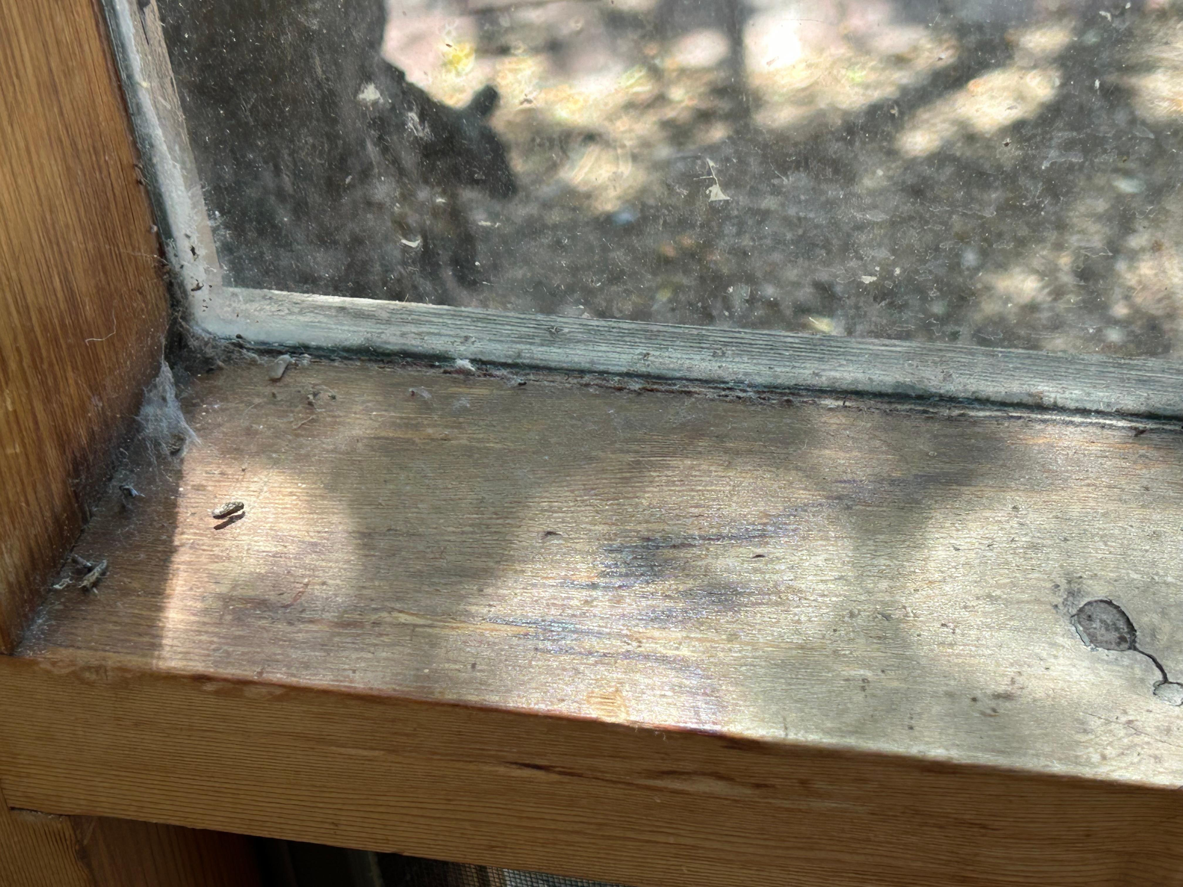 Dirty window sills that have not been cleaned in months!