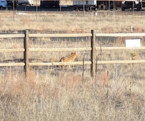 Coyote cruising thru