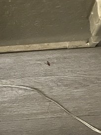 Roach under desk table