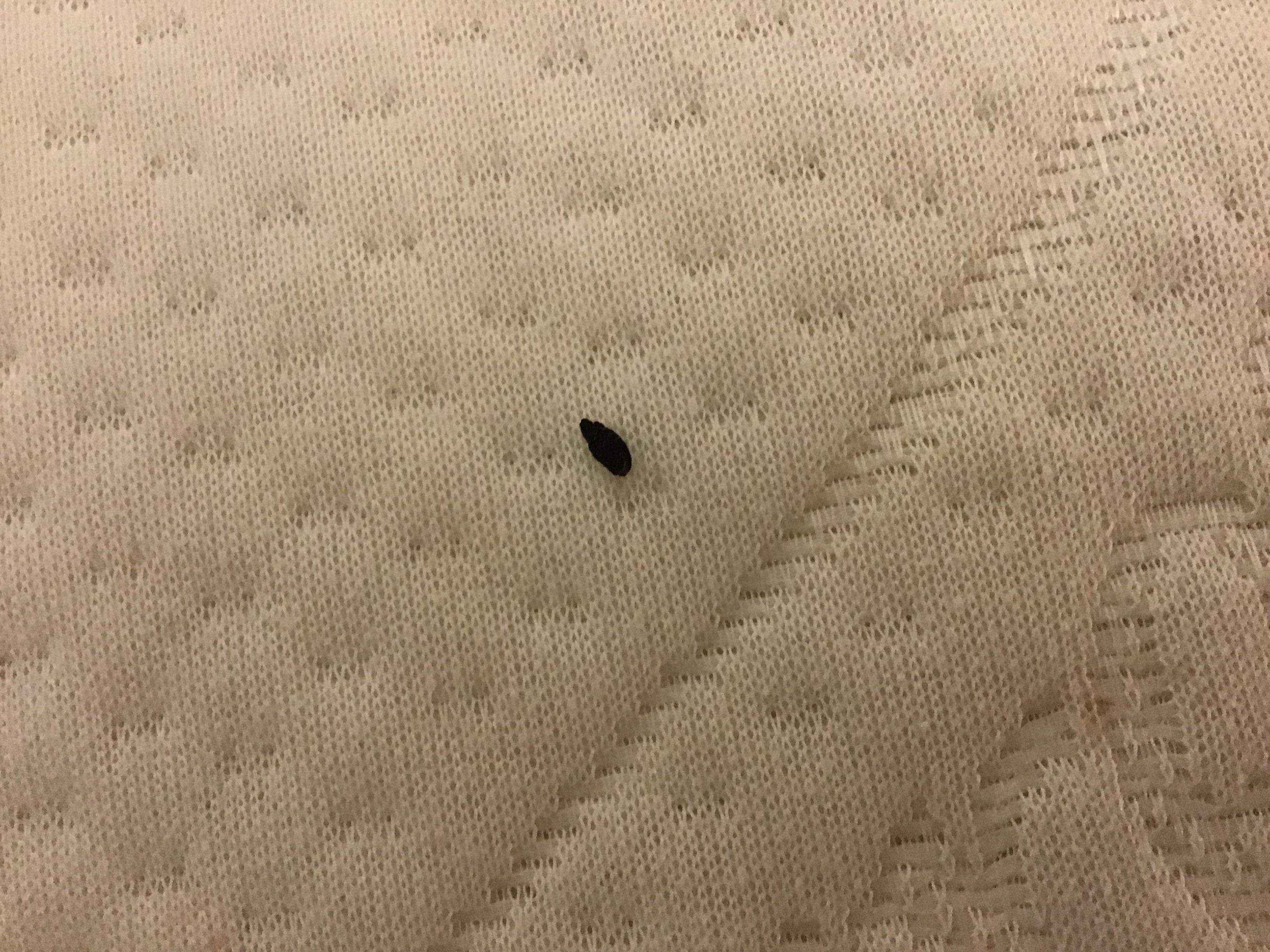 Dead bug on matress