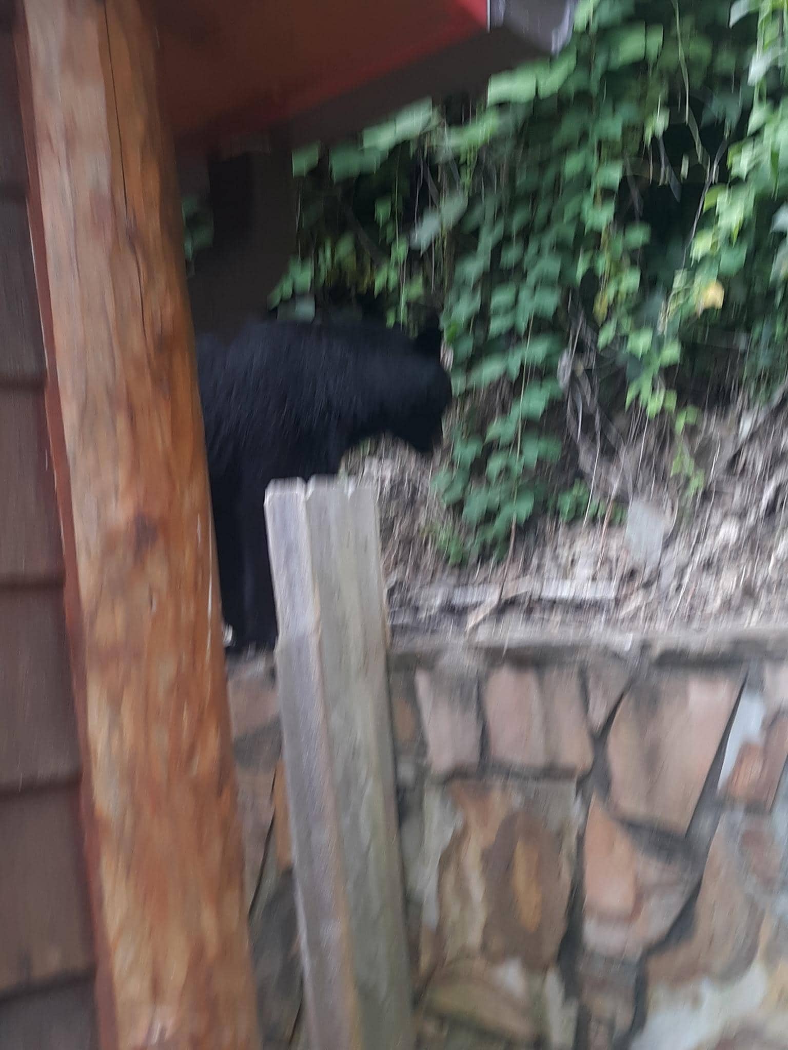 This is on the backside of the chalet. They just like to see what's going on. Had no problems with them. They left us alone. They are very curious animals 