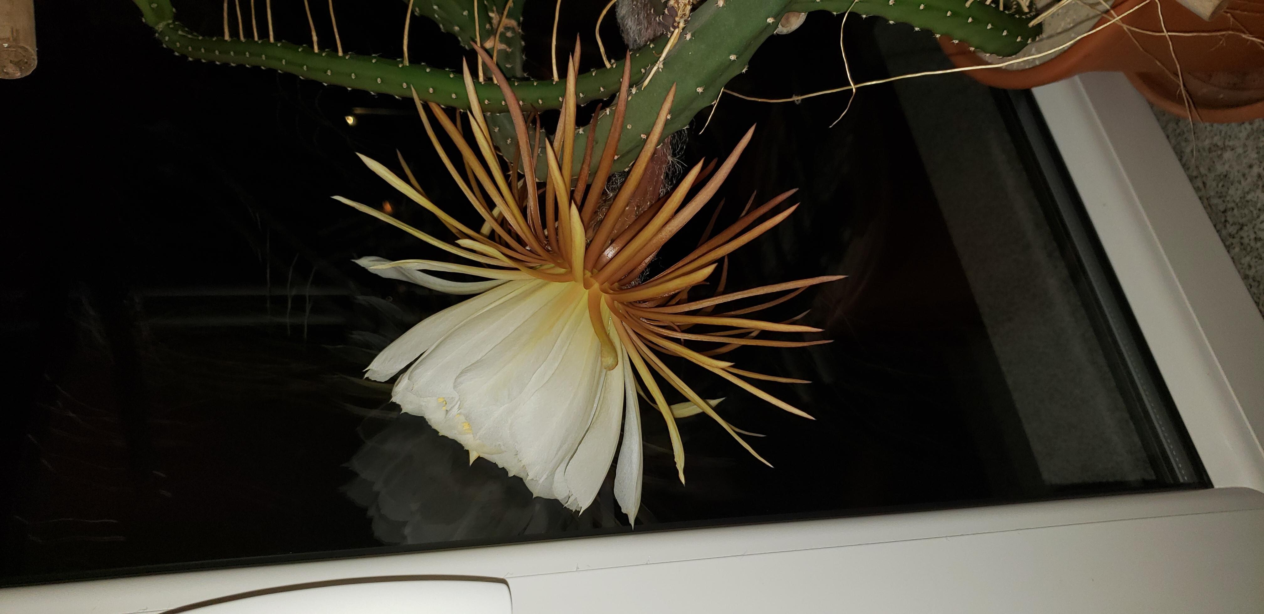 Queen of the Night.