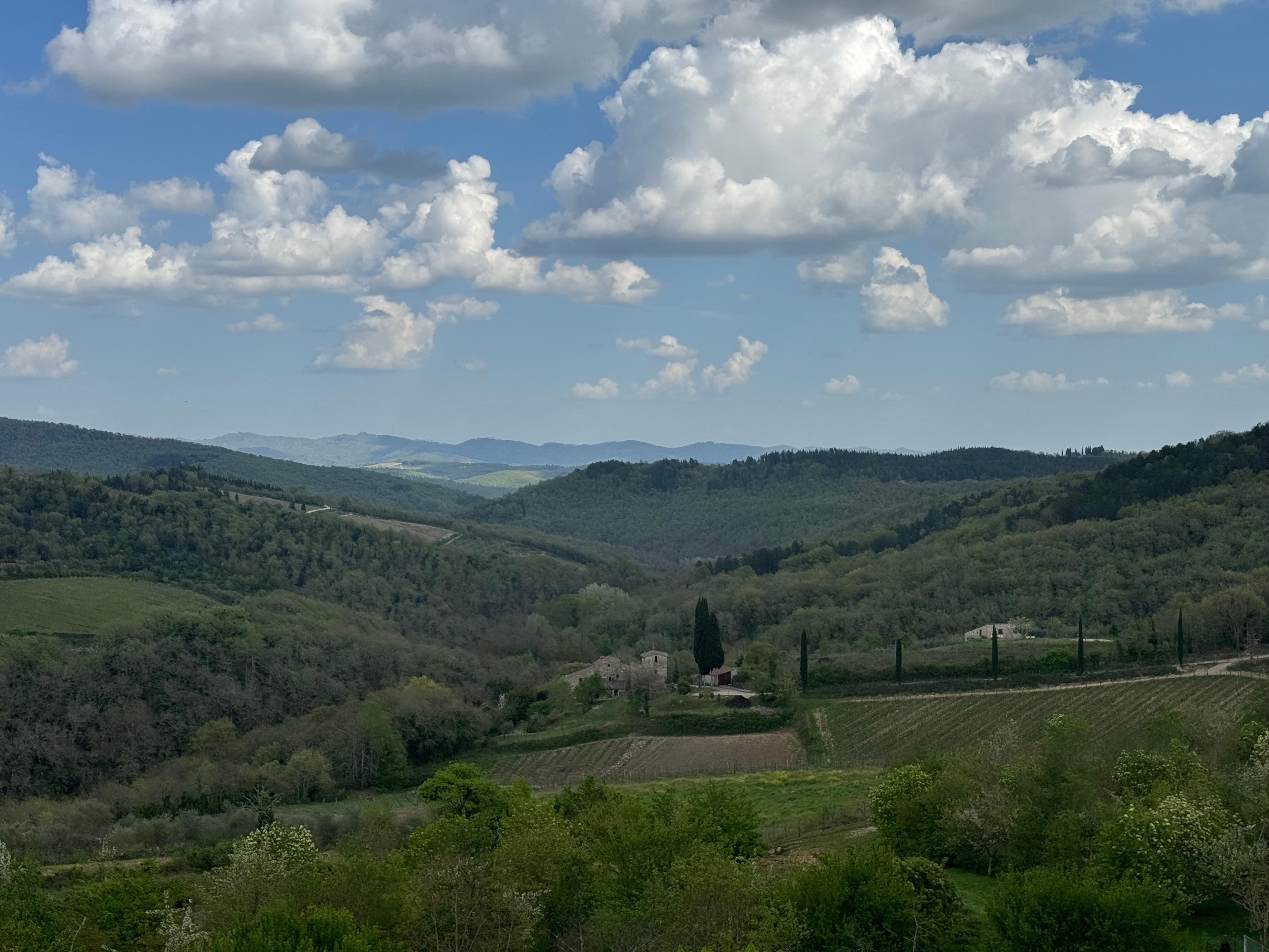 View of the vineyards in the back