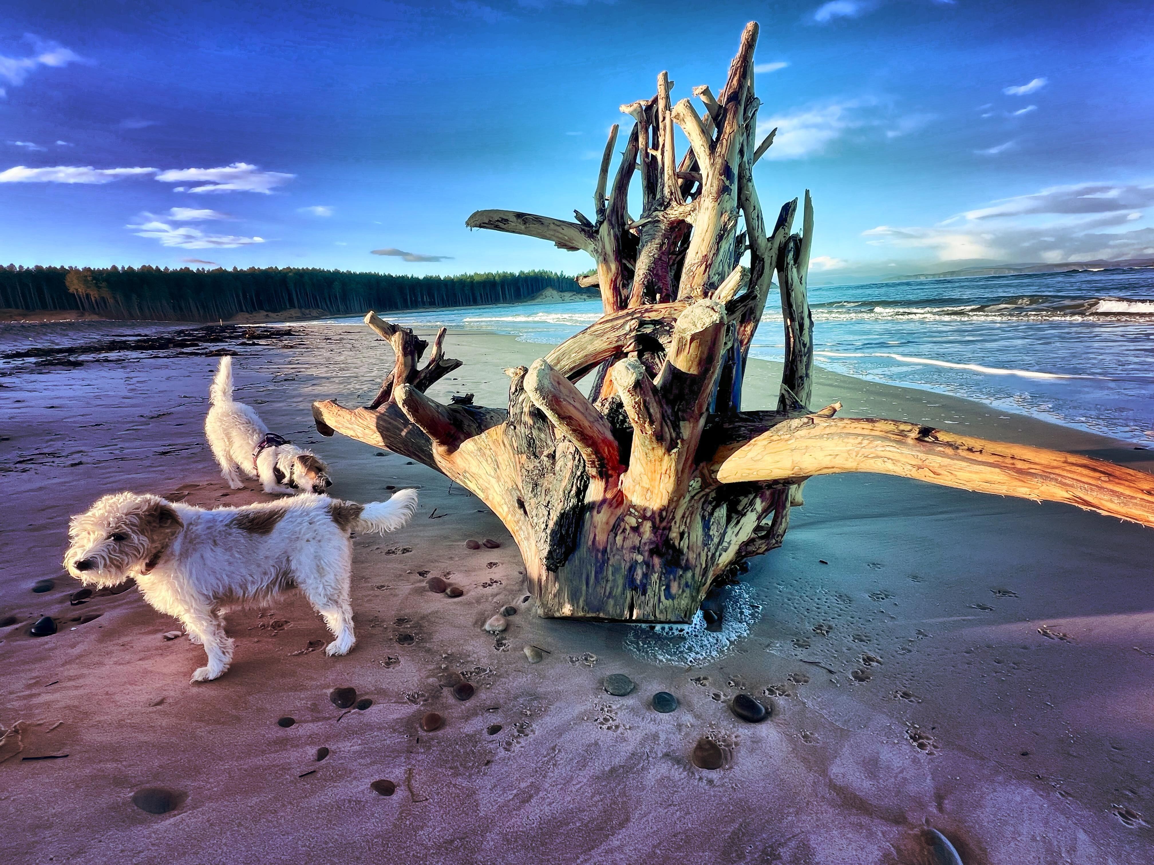 Mac and Maddy exploring driftwood 