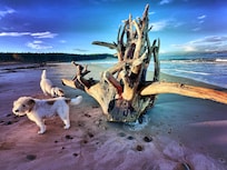 Mac and Maddy exploring driftwood