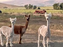 The welcoming committee ❣️