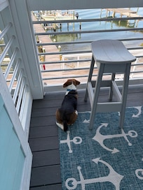 Our beagle loved the pelicans and seagulls.