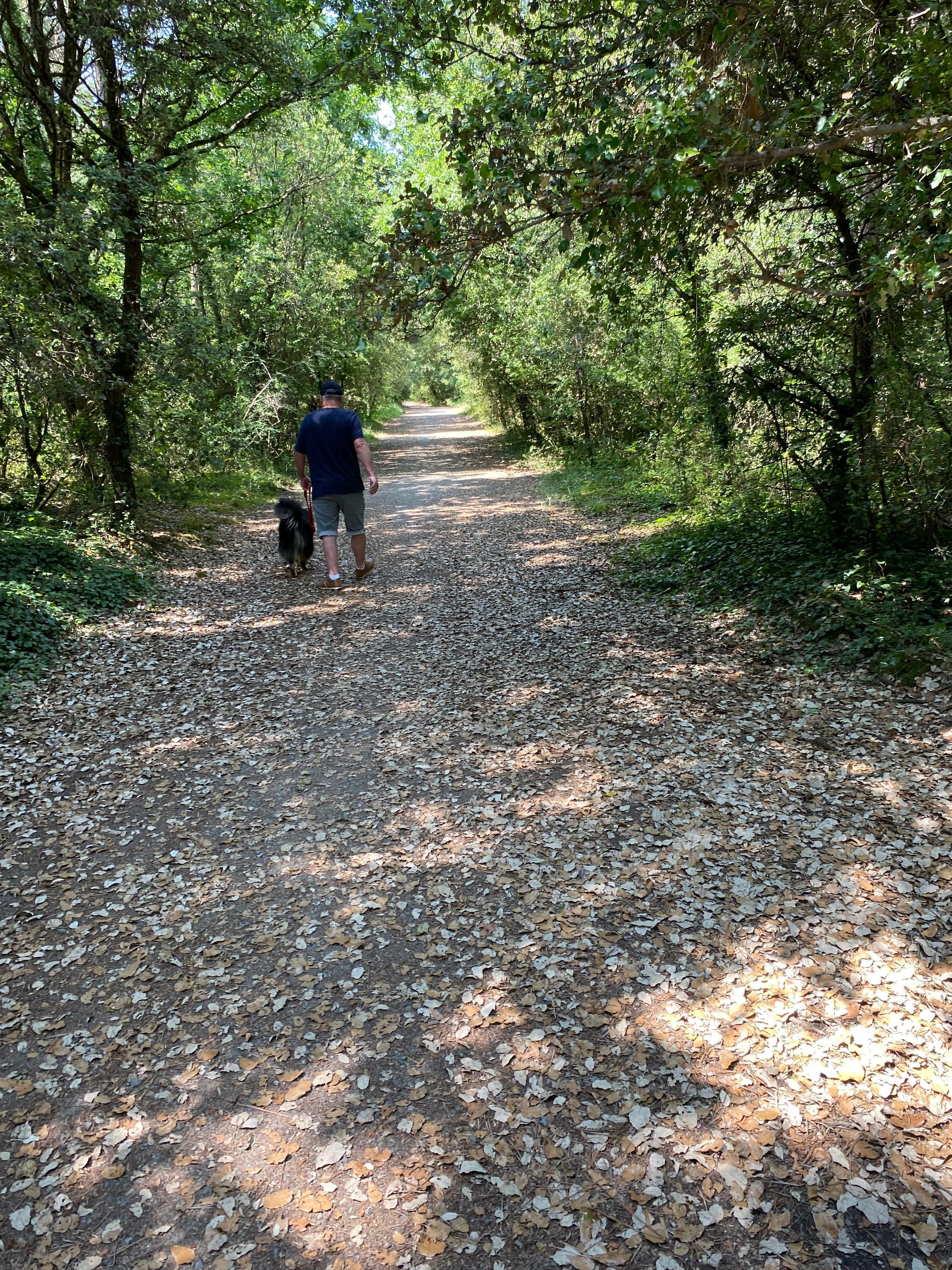 Promenade en forêt 