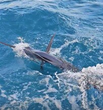 My daughter's 65"'Sailfish