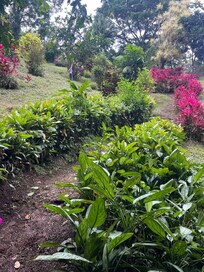 Amazing gardens
