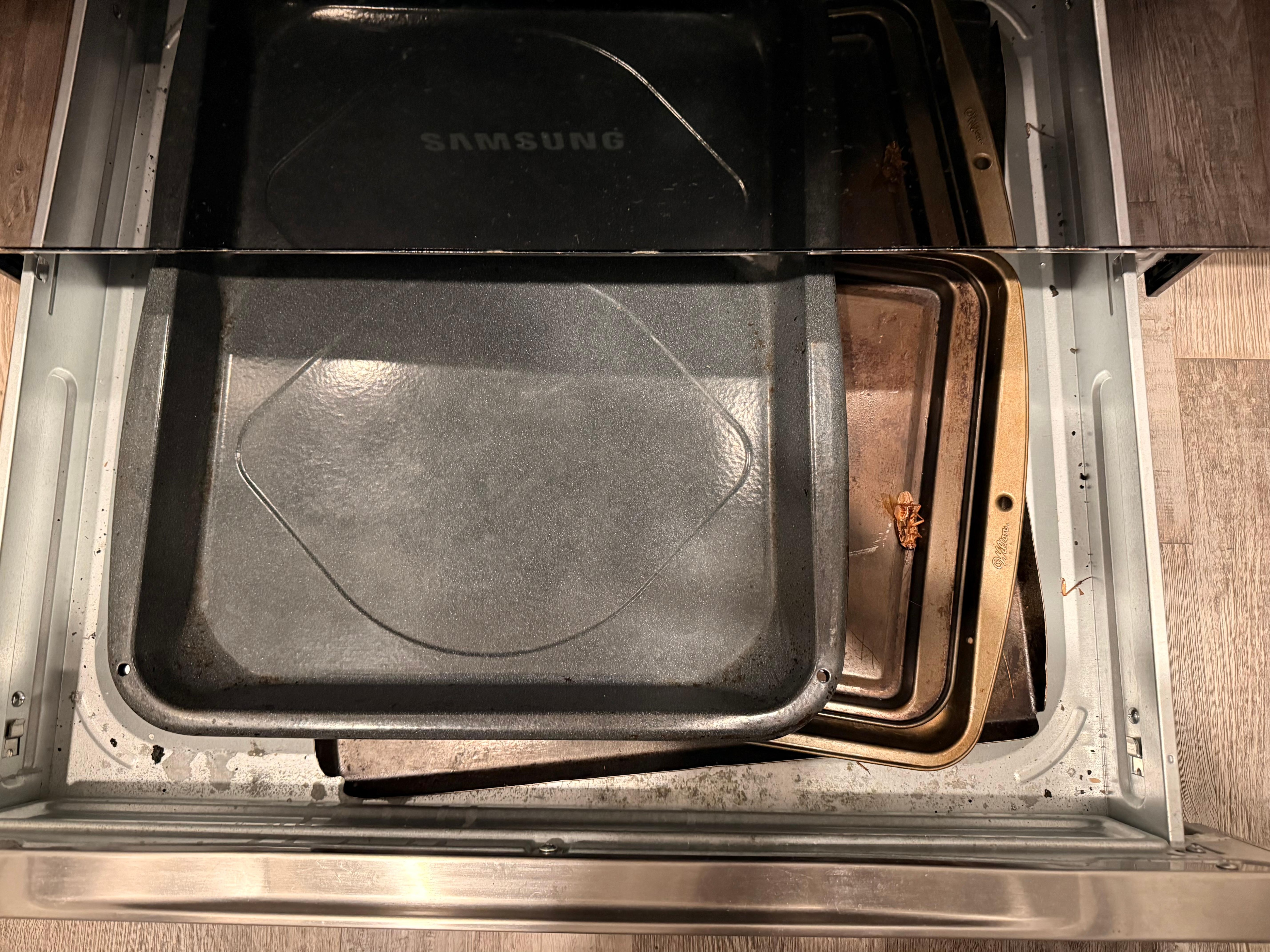 Dead palmetto/droppings