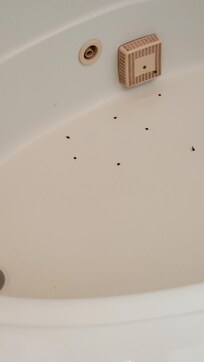 Dead ladybugs in tub