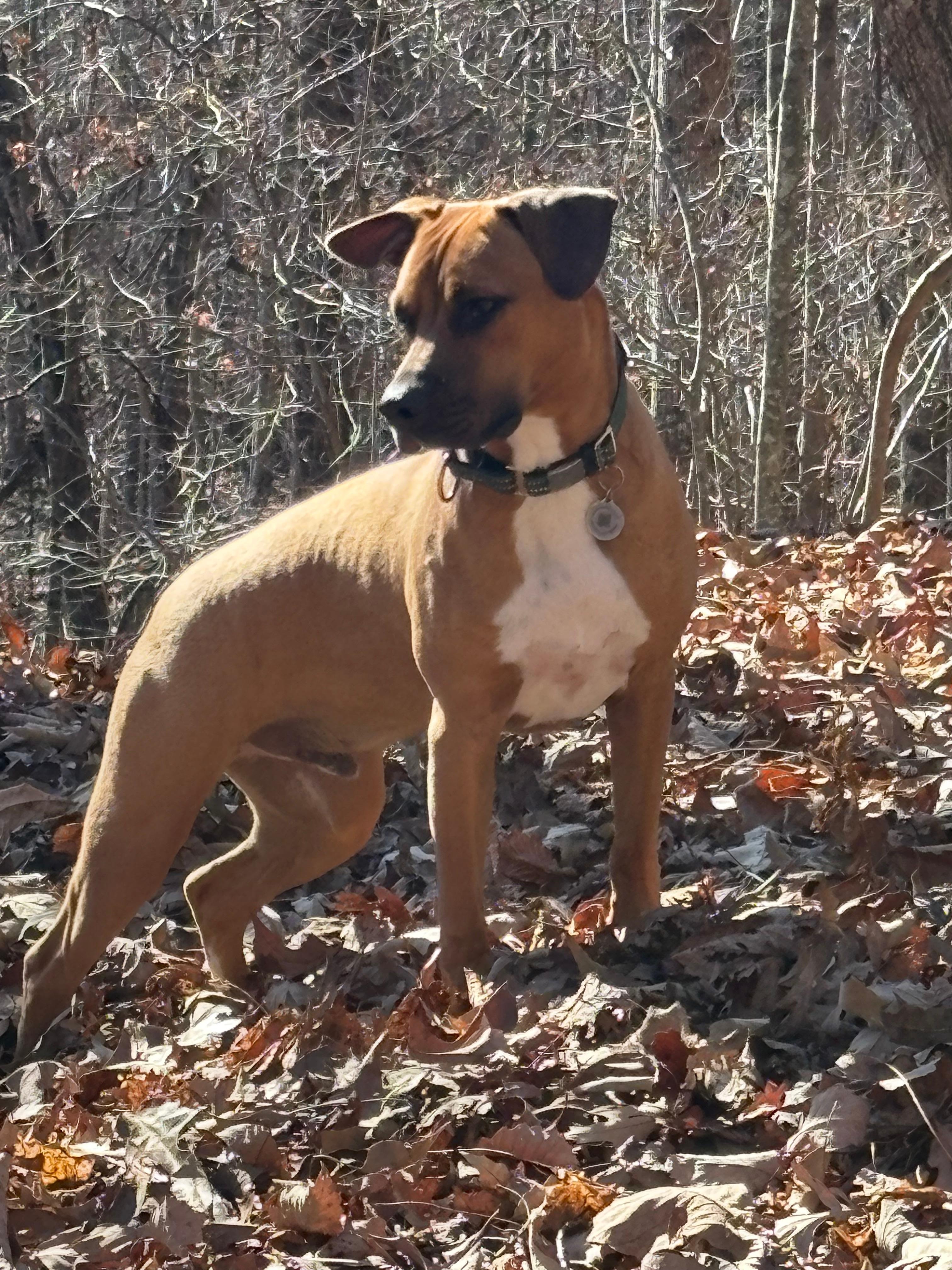 Our dog LOVED to roam the property sniffing all the outdoor sniffs!
