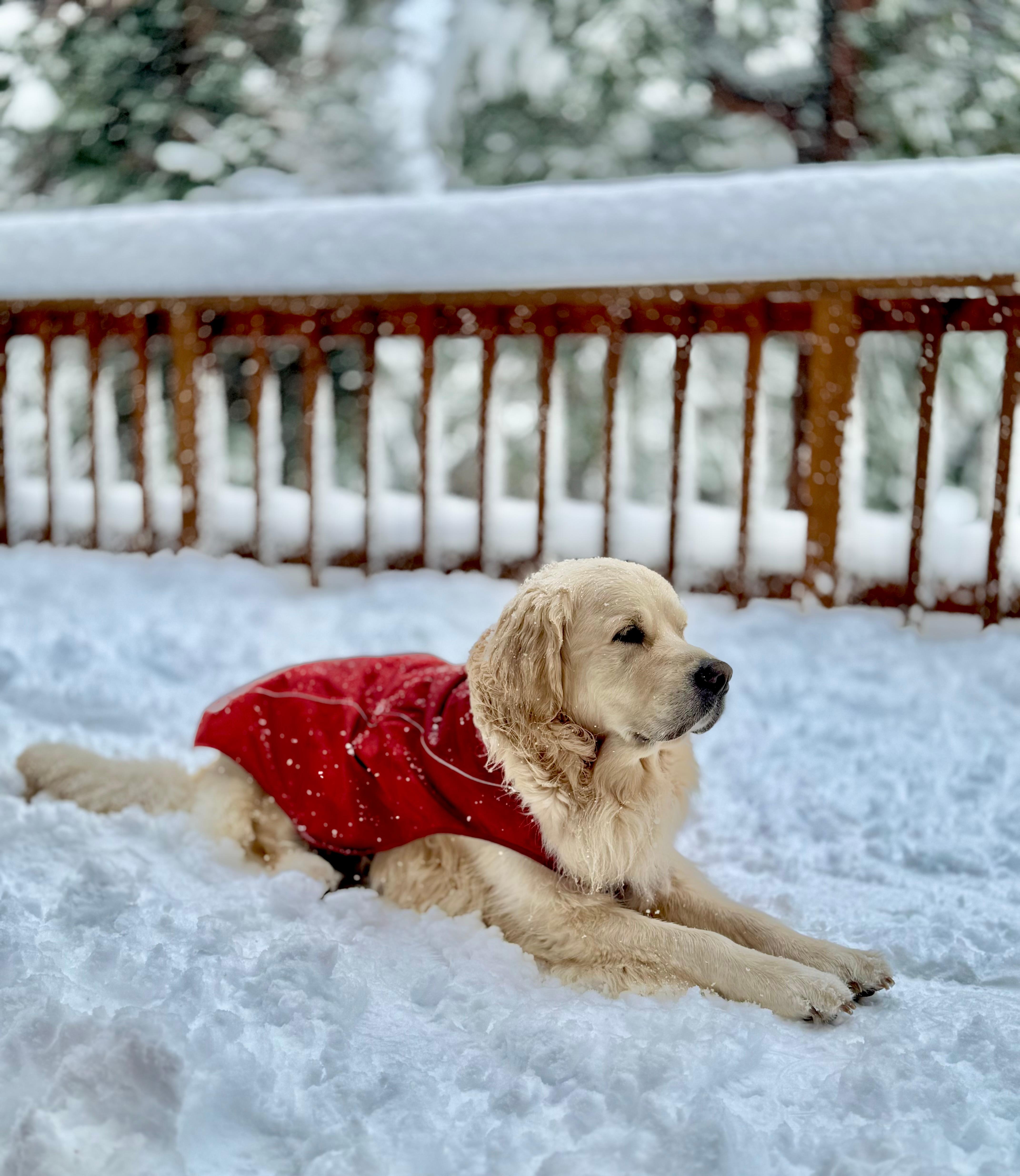 Finn enjoyed all the snow! 