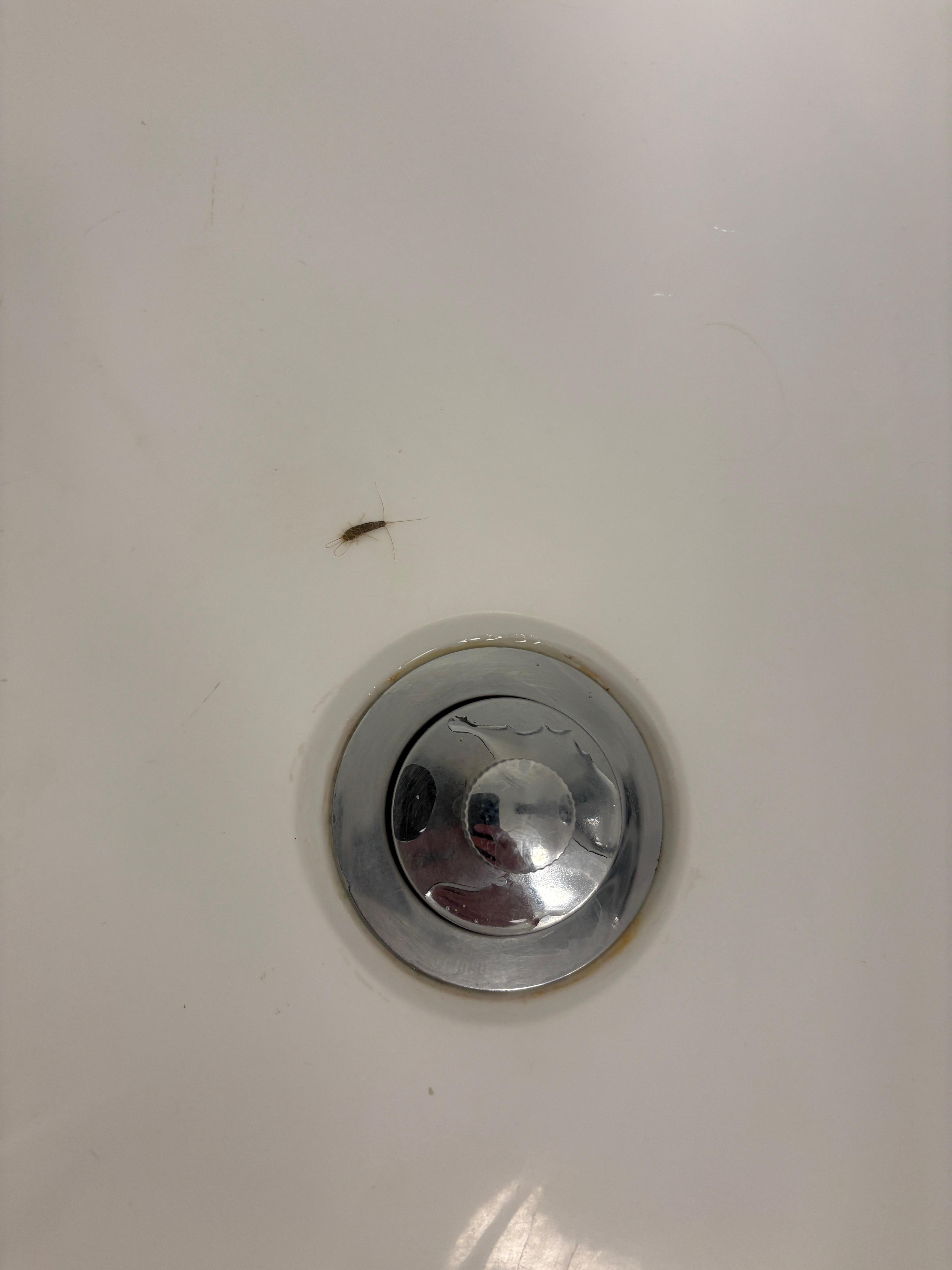 Bug
