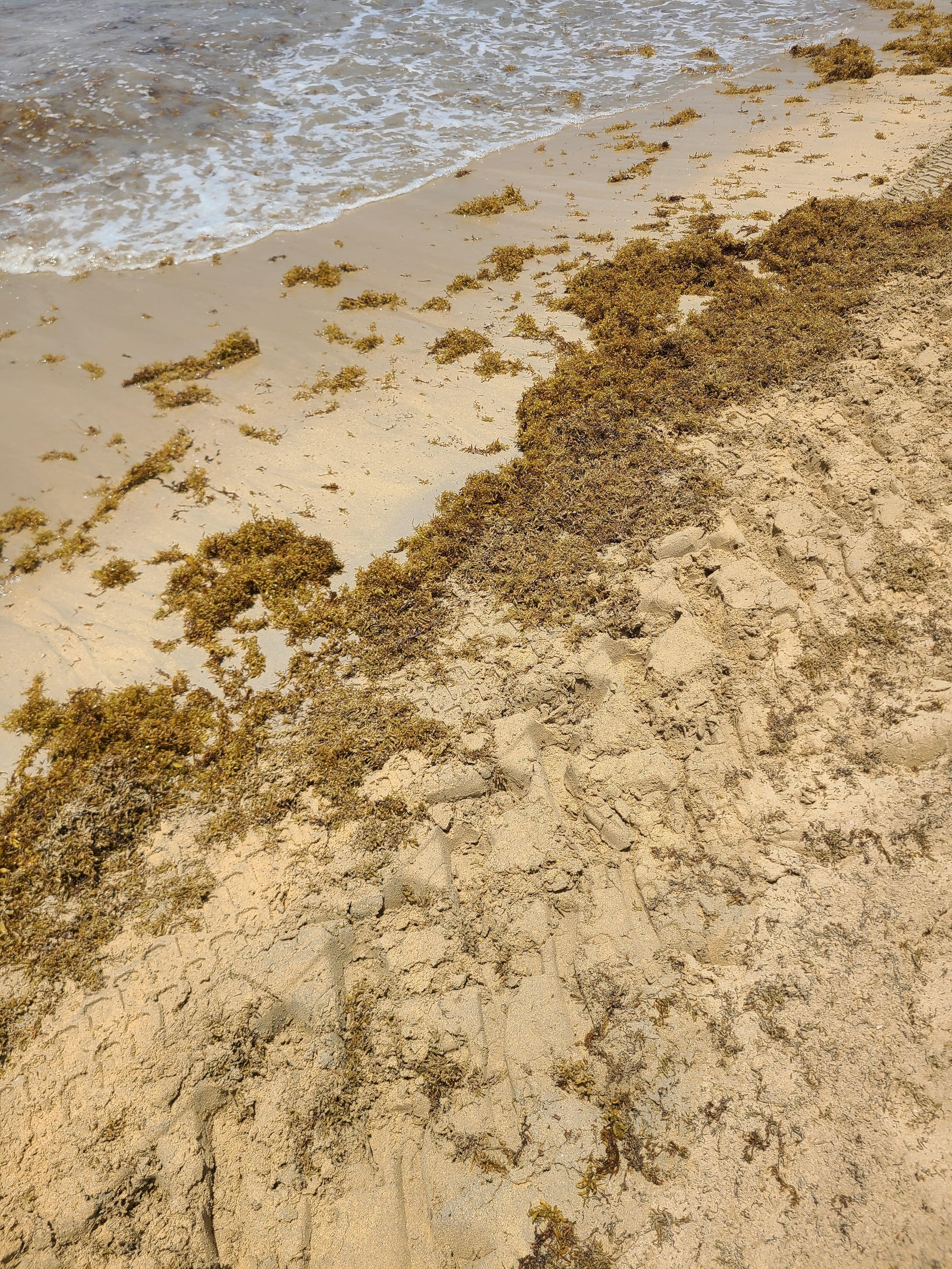 Excessive sea moss
