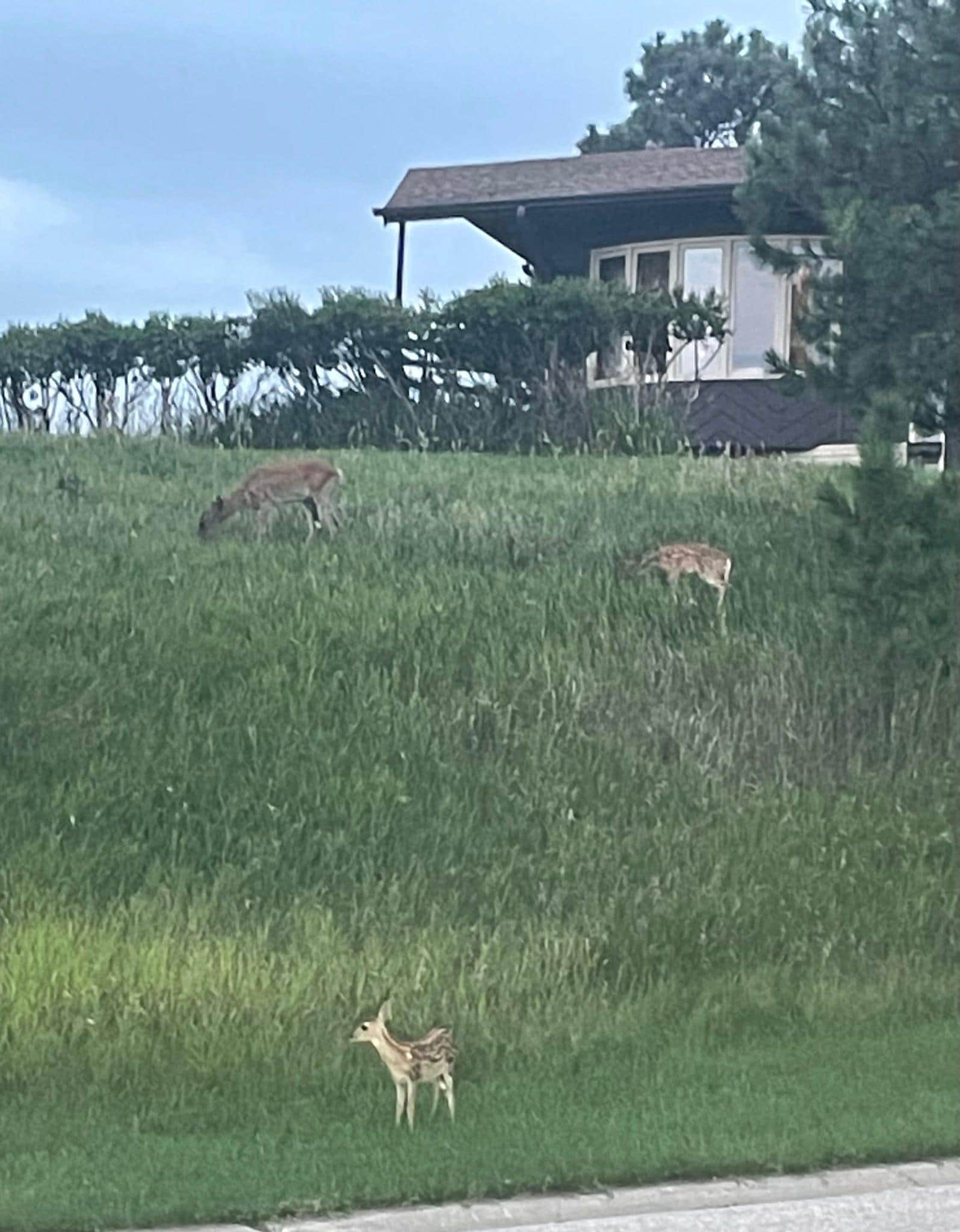 Deer by the house